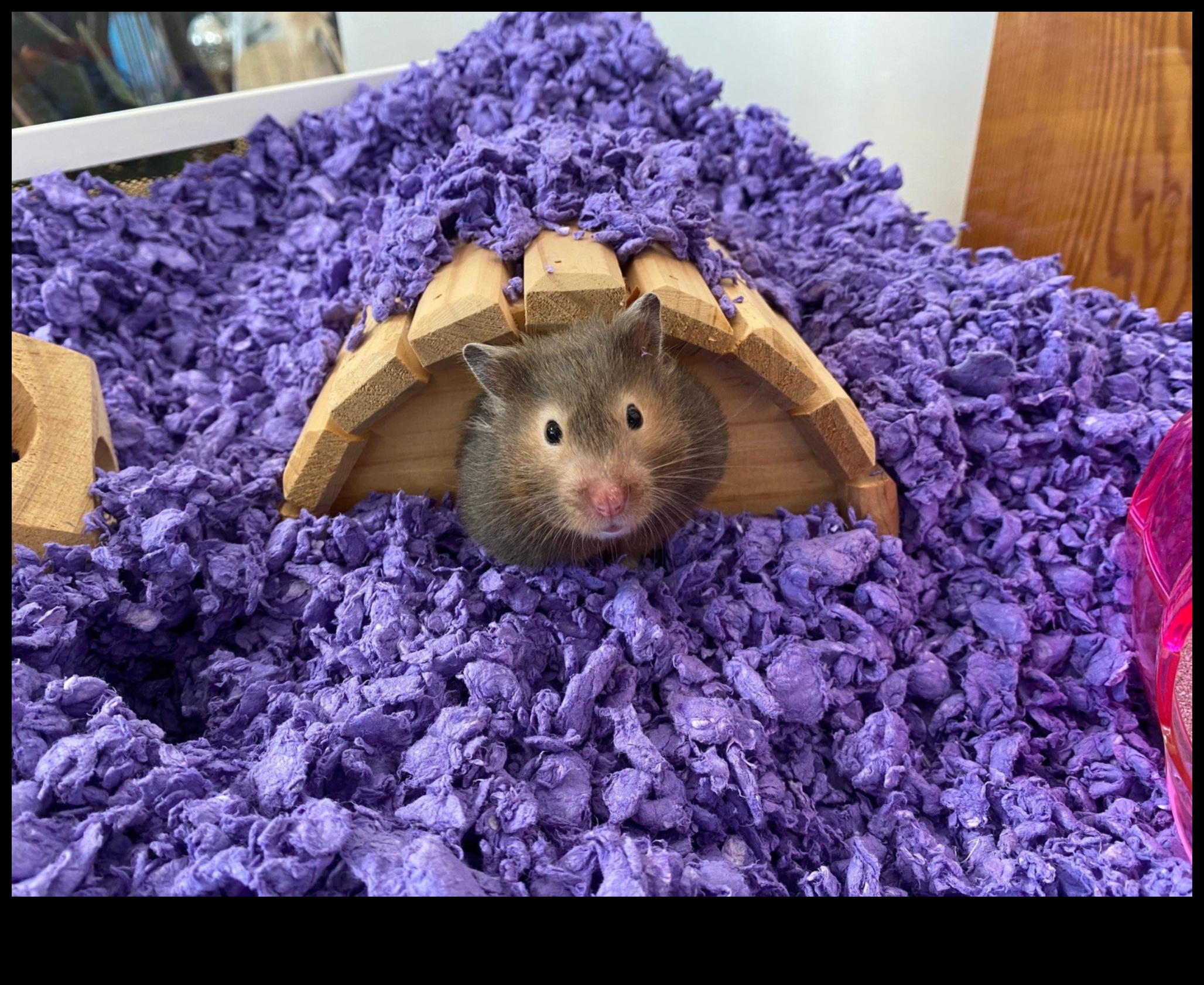 Pocket Pet Perfection: טיפים לטיפול במכרסמים קטנים ואוגרים