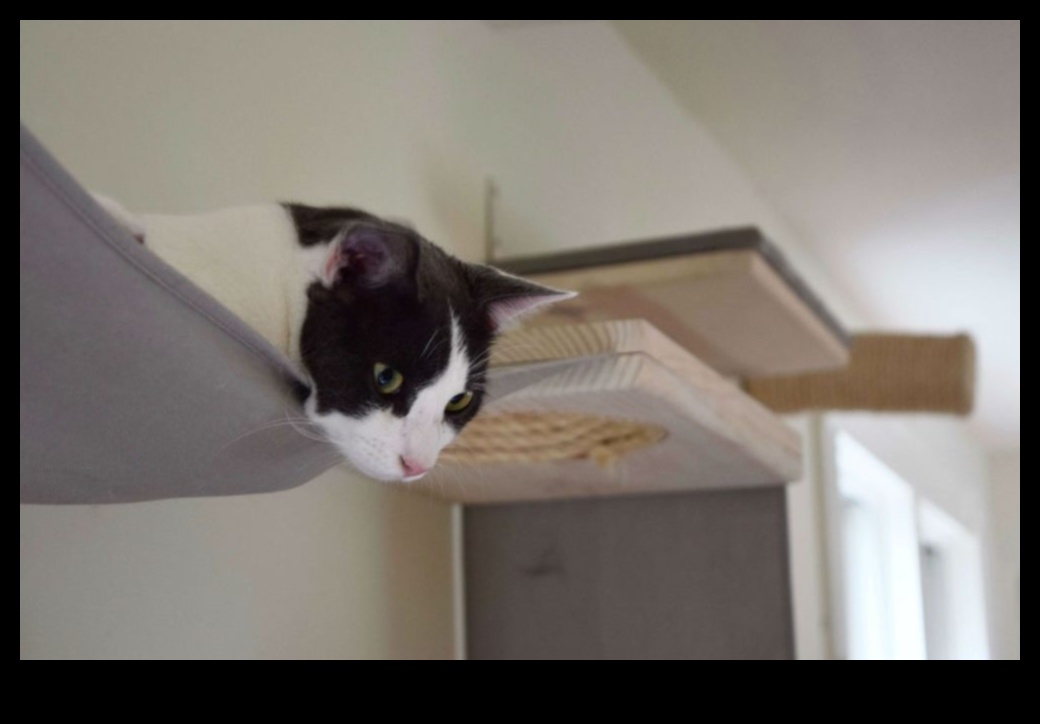 Catwalk Confessions: טיפים לעיצוב פנים מסוגנן לבתים ידידותיים לחתולים