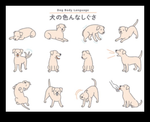 מכשכשי זנב ועד נביחות פענוח תקשורת כלבים 4 מכשכשי זנב לנביחות: פענוח תקשורת כלבים