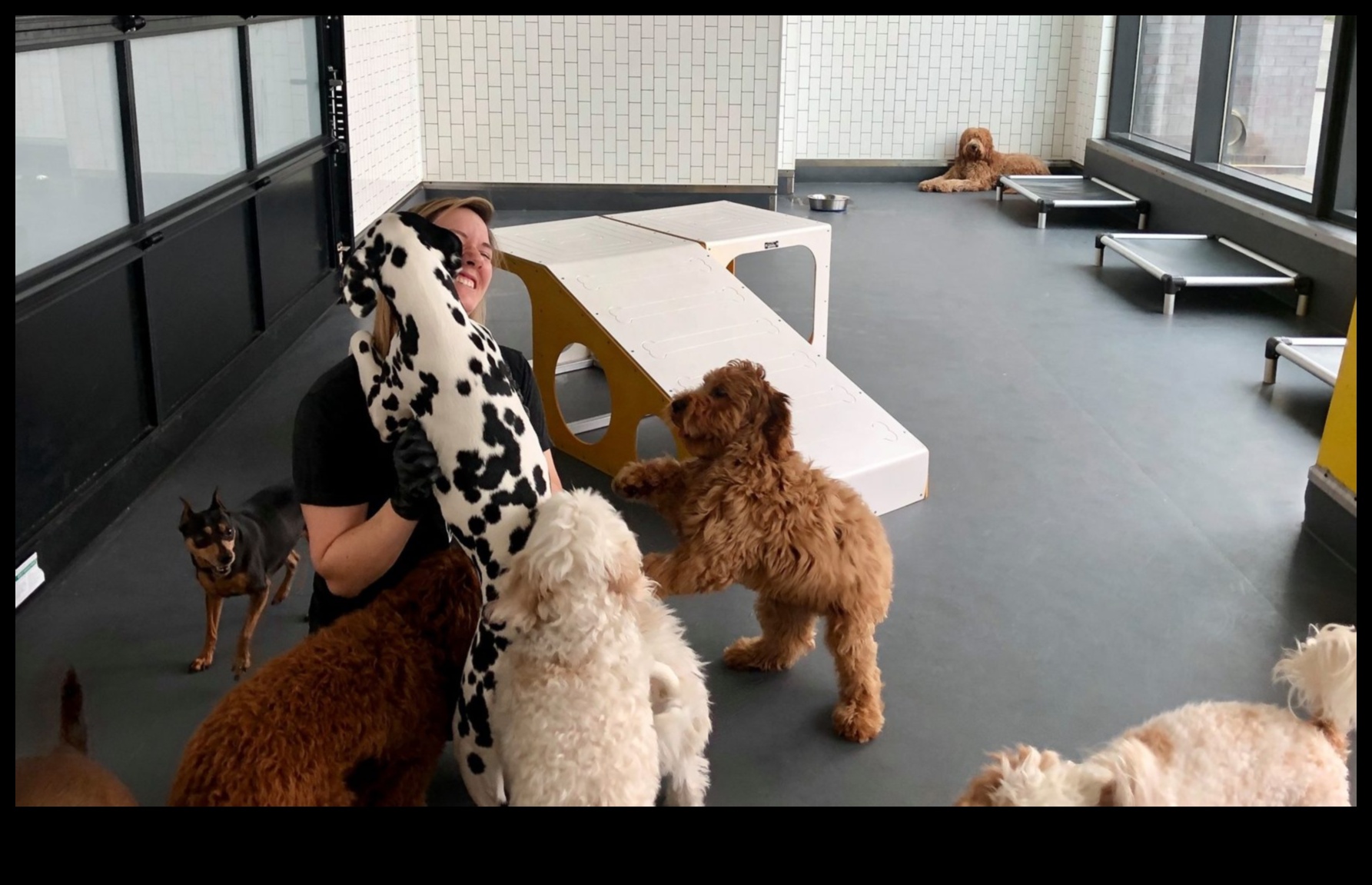 יסודות קבוצת המשחקים לגורים: יצירת קשרים חברתיים עם כלבים אחרים