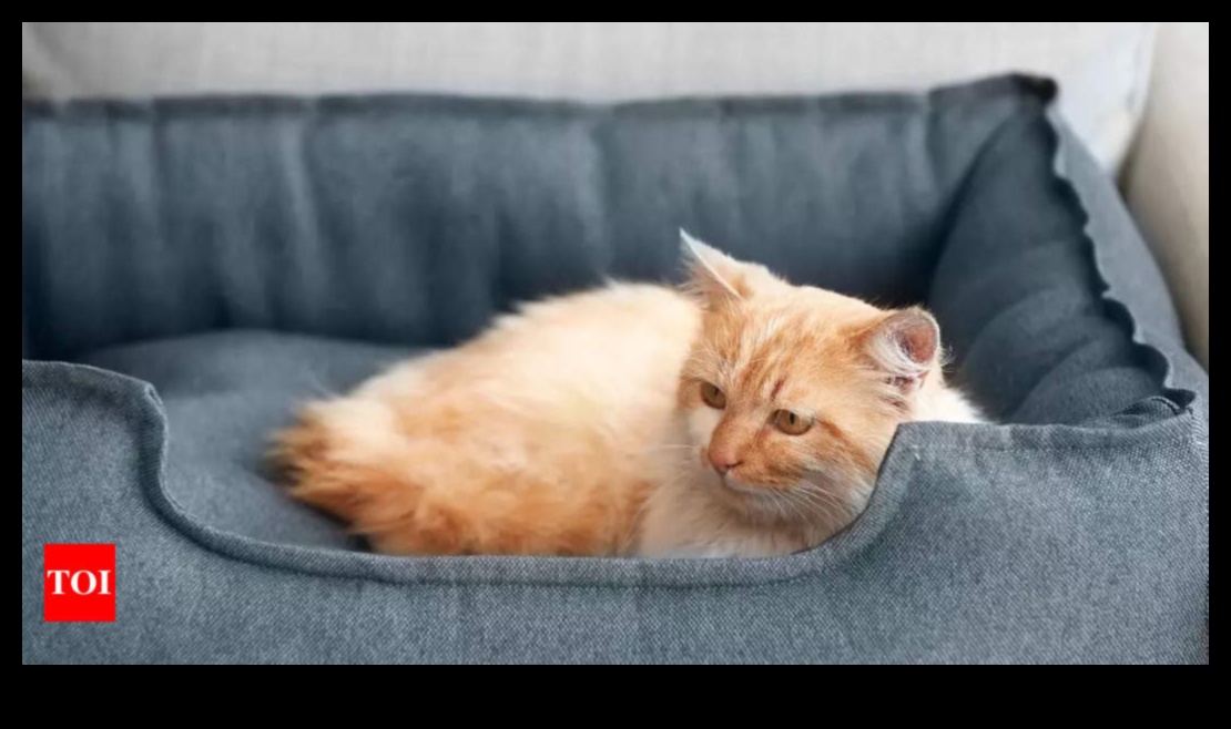 בני לוויה מפנקים: טיפים ליצירת חלל נעים עבור החתול שלך