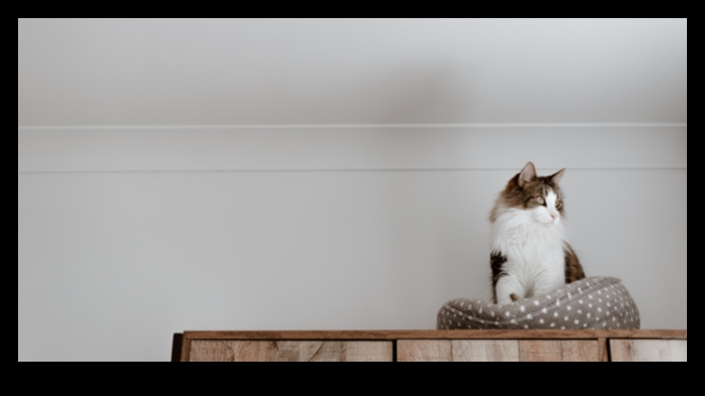 בני לוויה מפנקים: טיפים ליצירת חלל נעים עבור החתול שלך