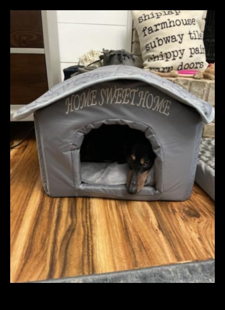 Home Sweet Home יצירת מקלט בטוח לכלב שלך 3 Home Sweet Home: יצירת מקלט בטוח לכלב שלך
