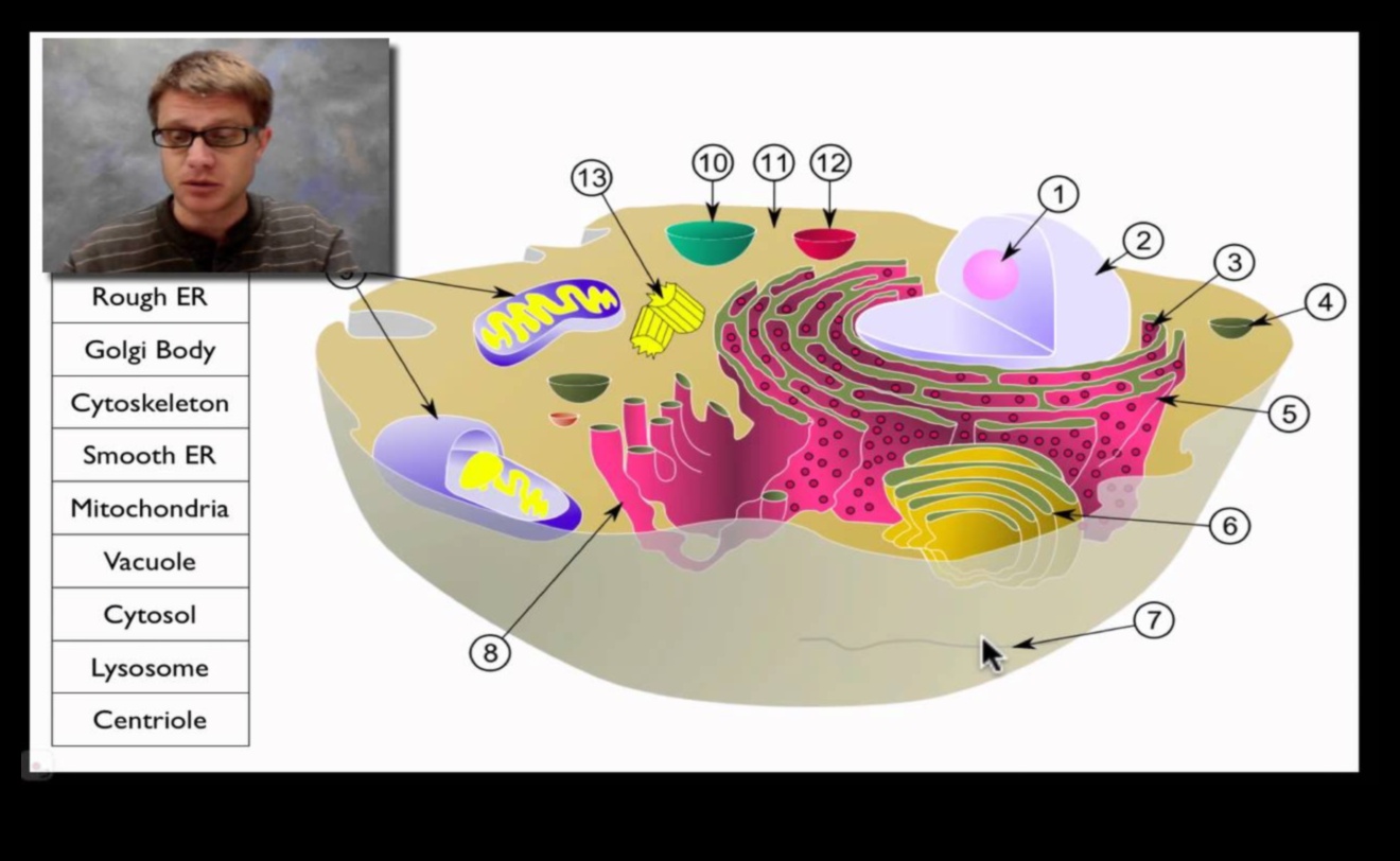 בתוך התא סיור בעולם הביוכימיה התזונתית 4 בתוך התא: ניווט בעולם הביוכימיה התזונתית