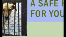 Home Sweet Home: יצירת מקלט בטוח לכלב שלך