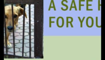 Home Sweet Home: יצירת מקלט בטוח לכלב שלך