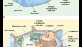 בתוך התא: ניווט בעולם הביוכימיה התזונתית