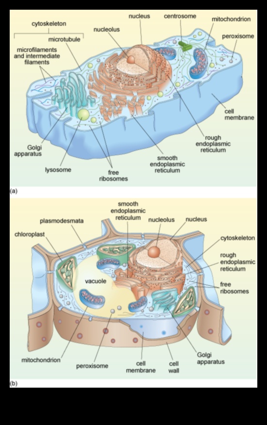 בתוך התא סיור בעולם הביוכימיה התזונתית 1 בתוך התא: ניווט בעולם הביוכימיה התזונתית