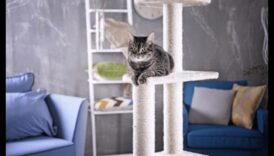 בני לוויה מפנקים: טיפים ליצירת חלל נעים עבור החתול שלך