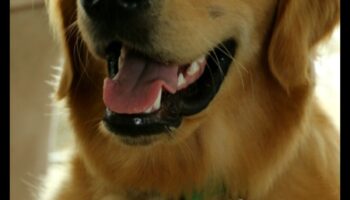 יום כלבלב: תכנון טיול היום האולטימטיבי עם הגור שלך