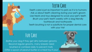 יסודות טיפוח הפרווה: עצות טיפוח לכלבים וחתולים