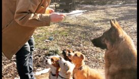 יסודות קבוצת המשחקים לגורים: יצירת קשרים חברתיים עם כלבים אחרים