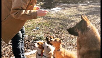 יסודות קבוצת המשחקים לגורים: יצירת קשרים חברתיים עם כלבים אחרים