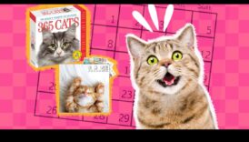 לוח שנה לחתולים: תכנון אירועים וחגים המתמקדים בחתולים