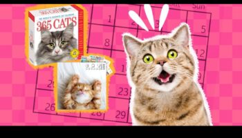 לוח שנה לחתולים: תכנון אירועים וחגים המתמקדים בחתולים