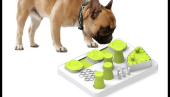 Playful Paws: משחקים אינטראקטיביים לגירוי מנטלי