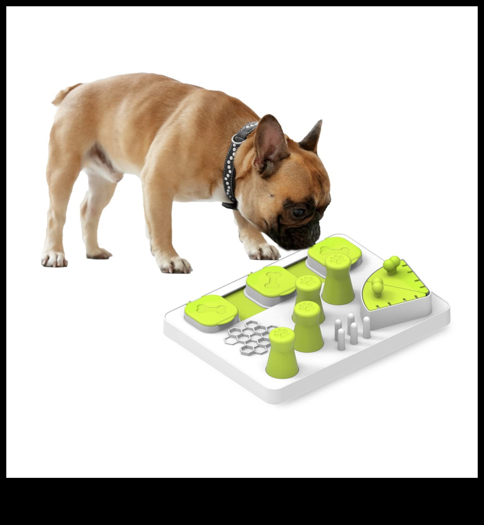 Playful Paws: משחקים אינטראקטיביים לגירוי מנטלי