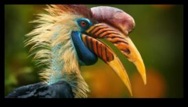 שלמות מקור: המגוון של צורות ופונקציות מקור הציפור